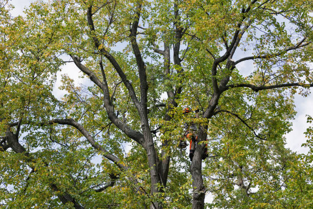 Wahneta, FL Tree Services Company